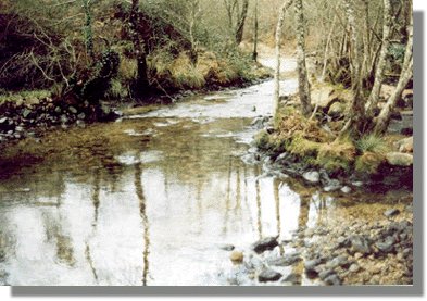 devaca11.jpg (38882 bytes)