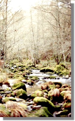 devaca7.jpg (38043 bytes)