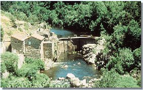 miniant.jpg (28472 bytes)