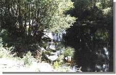 barba88b.jpg (15072 bytes)