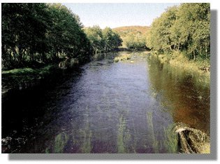 linares1.jpg (23774 bytes)