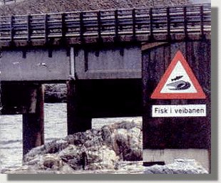 Noruega :ojo , cuidado salm�n en la carretera. A veces saltan los puentes.