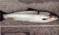 O salm�n xa case non existe en Galicia.