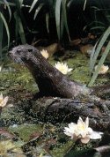 As minicentrais acaban ca nutria nos r�os de Galicia.