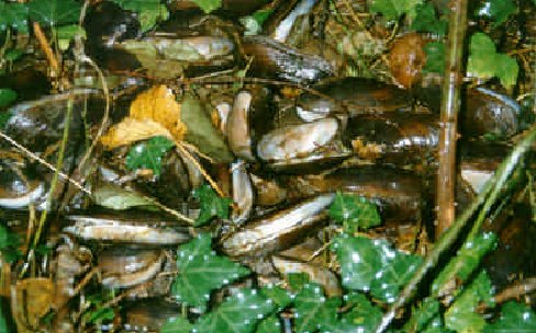 Fotograf�a de la Universidad de Oviedo sobre esta especie.