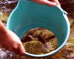 Mejill�n de r�o recogido en Caldas de Reis en setiembre del 2000.