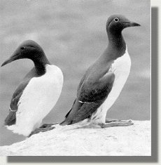 arao.jpg (11918 bytes)