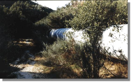 bubal6.jpg (61898 bytes)