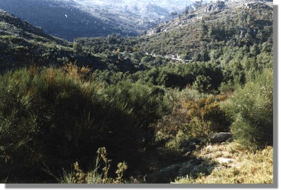 bubal7.jpg (68288 bytes)