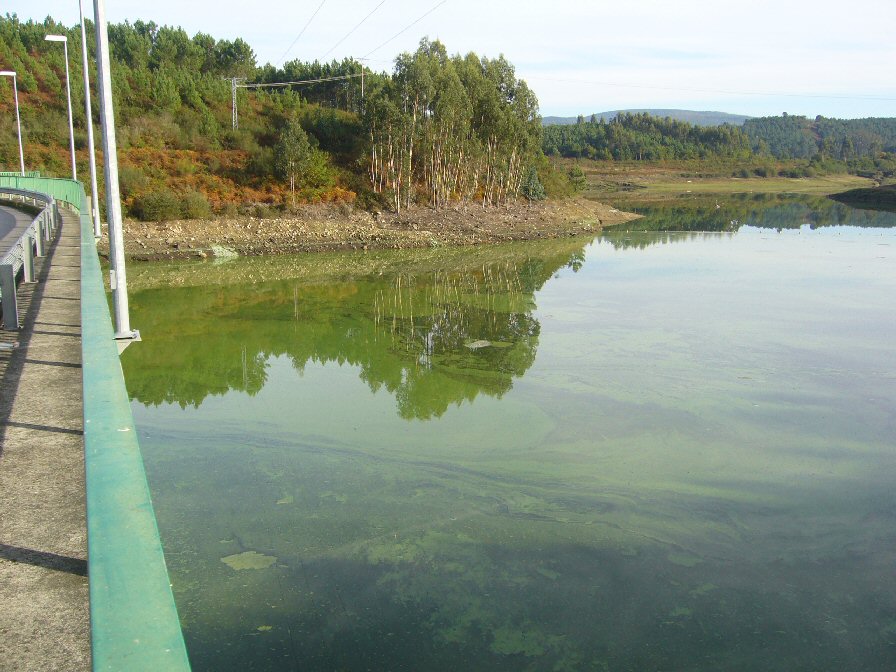Encoro do Umia outra vez con toxinas. A presa. De aqu� bebe o Saln�s.