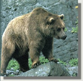 oso.jpg (24851 bytes)