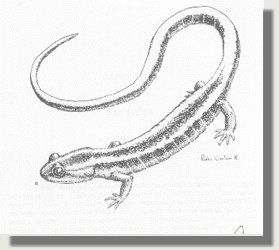 salaman.jpg (16015 bytes)