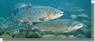 salmon.jpg (17237 bytes)