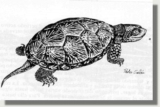 tortu.jpg (22137 bytes)