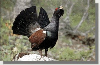 urogallo.jpg (19930 bytes)