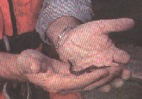 El Conselleiro de Medio Ambiente con una cr�a de anguila en sus manos. Una imagen para so�ar.