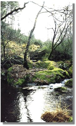 san8.jpg (37985 bytes)