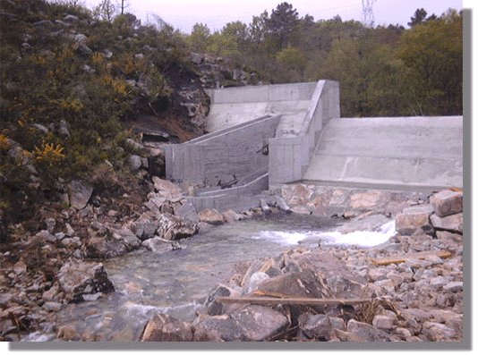 cerves55.jpg (62009 bytes)