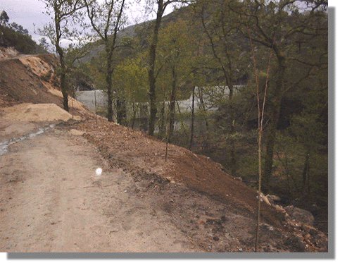 cerves62.jpg (50389 bytes)