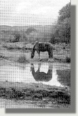 Foto de A Limia. Pili Prol