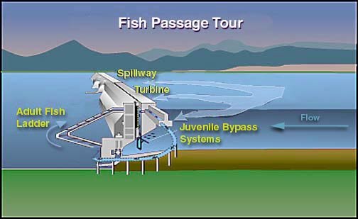 Ejemplo de escalas para especies migratorias.