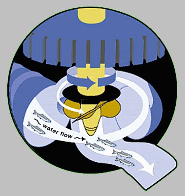 La mortandad de los peces en las minicentrales es preocupante.