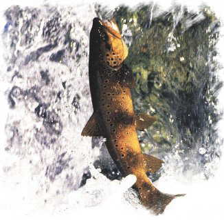 Trucha fario. Trucha Pintona.