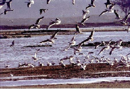 Desembocadura do Umia. Xurxo Lobato no libro Natureza Galega editado pola Xunta de Galicia.