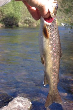 Troita de librea sensacional. Troita aut�ctona dos r�os das monta�as altas de Ourense.