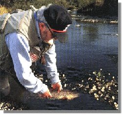 Portada do libro �  Se est�n cebando ! de Luis Quesada. Editorial R�os de Tinta.