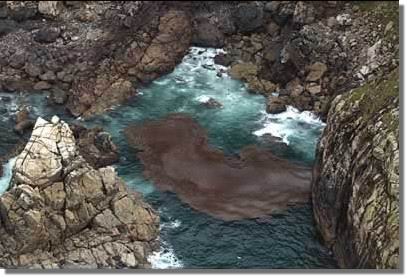 3� marea negra. Foto Xurxo Lobato.