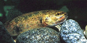 Fotograf�a de V. Garcia Canseco. Troita com�n.