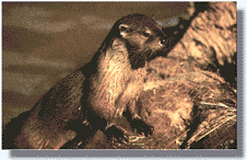 Fotograf�a de la nutria. ( Mark Boulton)