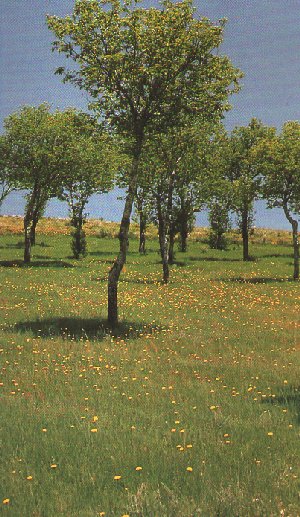Ourense Natural: Paisaje de Pradoalbar.