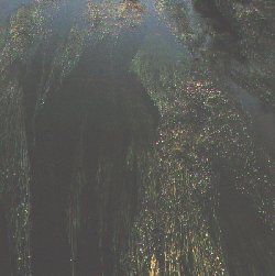 O r�o fai anos que est� cheo de arrabazas. Moito deterxente se debe usar na zona.