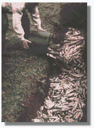 Envenenamiento del R�o Arenteiro-1997 (La regi�n)