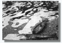 Troitas mortas no Arenteiro.