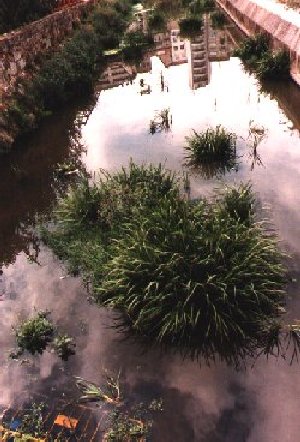 barb12.jpg (42831 bytes)