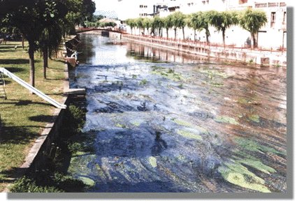 R�o T�mega en Ver�n. Est� pedindo unha limpieza integral.